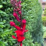 Lobelia cardinalisFleur