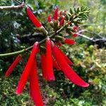 Erythrina corallodendrum Blomma