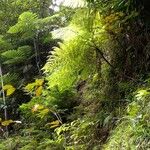 Cyathea bicrenata Hábitos