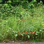 Passiflora coccinea Hábito