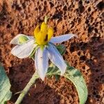 Solanum hastifolium Flower