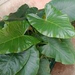 Alocasia macrorrhizos Feuille