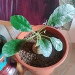 Dorstenia foetida Liść