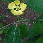 Stigmaphyllon ellipticum Flor