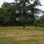 Cedrus libani موطن