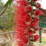 Melaleuca viminalis 花