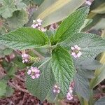 Lantana trifolia Leaf