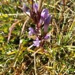 Gentianella germanica Цвят