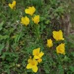 Linum flavum Kukka