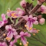 Ocimum kilimandscharicum Flower