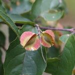 Combretum celastroides Frucht