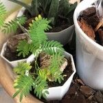 Mimosa pudica पत्ता