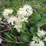 Clematis flammula花