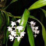 Aerides odorata موطن