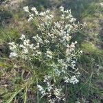 Eupatorium hyssopifolium Virág