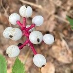 Actaea pachypoda Gyümölcs