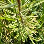 Linaria vulgaris 葉