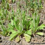 Plantago rhodosperma Hábito