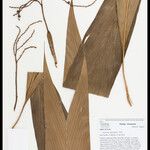 Geonoma leptospadix Hoja