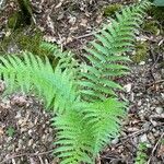 Dryopteris villarii Fulla