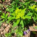 Euphorbia hyberna পাতা