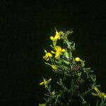 Elvasia macrostipularis Цвят