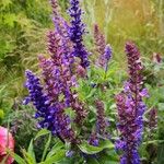 Salvia farinacea Habit