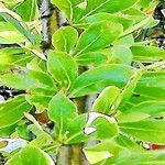 Fouquieria formosa পাতা