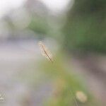 Phleum alpinum ഫലം