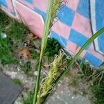 Carex hirta Фрукт