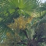 Trachycarpus fortunei Плід