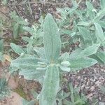 Cistus albidus Leaf