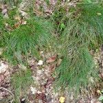 Festuca heterophylla Hábito