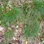 Festuca heterophylla عادت داشتن