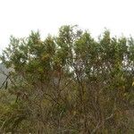 Stenocarpus heterophyllus Habitus