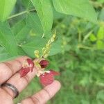 Macroptilium lathyroides Flower