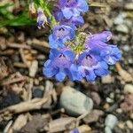 Penstemon scariosus 花