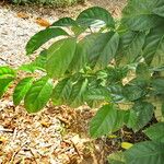 Combretum fruticosum Лист
