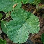 Geum coccineum Foglia