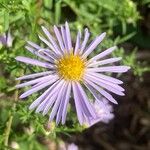 Symphyotrichum lanceolatum Квітка