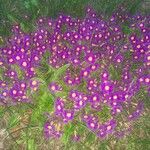 Primula vulgaris Цветок