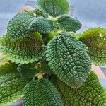 Pilea involucrata Ліст