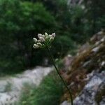 Allium lusitanicum Blomst