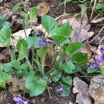 Viola x scabra その他の提案