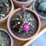 Gymnocalycium mihanovichiiപുഷ്പം