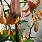 Lilium lancifolium ফুল
