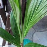 Cocos nucifera برگ