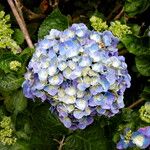 Hydrangea macrophylla 花