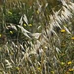 Avena sterilis Plante entière