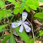 Iris cristata Virág